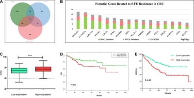 DCBLD2 Affects the Development of Colorectal Cancer via EMT and Angiogenesis and Modulates 5-FU Drug Resistance